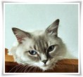 /album/benson/benson-2014-07-14-04-jpg/